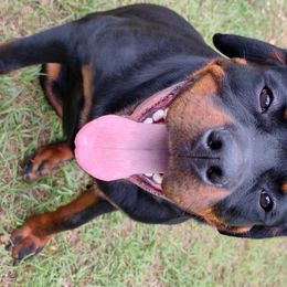 Zyla - Rottweiler