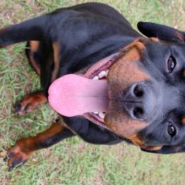 Zyla - Rottweiler