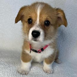 Ivy - Red female Pembroke Welsh Corgi puppy in Ocala, Florida from Osborne Corgis
