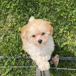 Maltese, Maltipoo, Poodle, and Yorkshire Terrier Puppies from Paw Perfect Pets