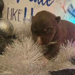 Yamaha - Red and white female Siberian Husky puppy in Bingham, Illinois from Siberian Instincts Kennel