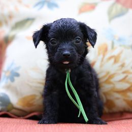 Green Collar : Figaro - Black male Yorkipoo puppy in Augusta, West Virginia from Cricket Hollow Canines