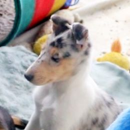 Collie Puppies from Thorndale Collies
