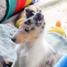 Collie Puppies from Thorndale Collies