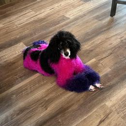 Golden Retriever and Poodle All Grown Up from ERSA Acres Golden Retrievers...limited registration only offered