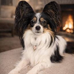 Lady Layla - Papillon