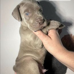 Zephyr - Silver male Great Dane puppy in Lebanon, Virginia from North Cedar Danes