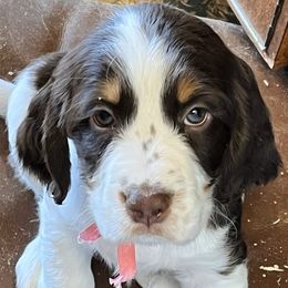 English Springer Spaniel Puppies from Silly Springers