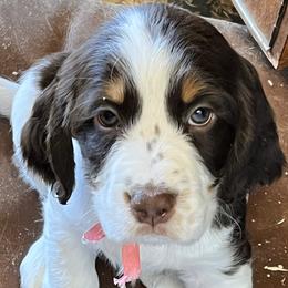 English Springer Spaniel Puppies from Silly Springers