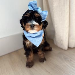 Vidia - Tri-color female Bernedoodle puppy in Payson, Utah from The Puppy Nest