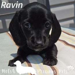 Ravin - Black female Dachshund puppy in Anamosa, Iowa from Melsh Precious Pets