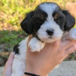 Lisa - Black and white female Shihpoo puppy in Coshocton, Ohio from Forever Family Puppies