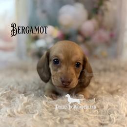 Bergamot - Cream male Dachshund puppy in Rainier, Oregon from Doxies in Wonderland