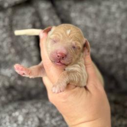 Honor - Apricot female Goldendoodle puppy in Wharton, Texas from Little Fur Friends