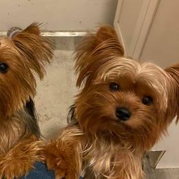 Yorkshire Terrier All Grown Up from Darcelle Mack