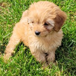 Poodles from Oopsydaisypuppies