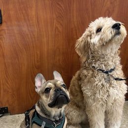French Bulldog, Goldendoodle, and Golden Retriever All Grown Up from SoCalFamilyFrenchies, Doodles and more
