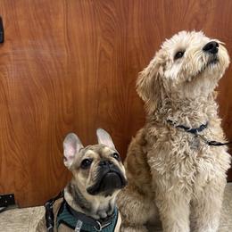 French Bulldog, Goldendoodle, and Golden Retriever All Grown Up from SoCalFamilyFrenchies, Doodles and more
