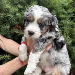Magenta - Blue merle female Bernedoodle puppy in Las Vegas, Nevada from Perfect Bernedoodles