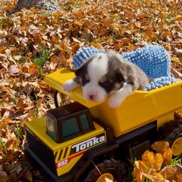 Green collar - Black and tan male Pembroke Welsh Corgi puppy in Wheatland, California from Emerald Corgis