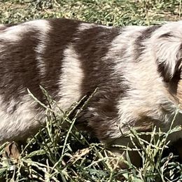 Assorted Doodle Crosses, Maltese, Maltipoos, Morkies, and Toy Australian Shepherds from 4R Aussies & Tiny Paws