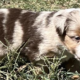 Assorted Doodle Crosses, Maltese, Maltipoos, Morkies, and Toy Australian Shepherds from 4R Aussies & Tiny Paws