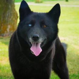 Daedra - Siberian Husky