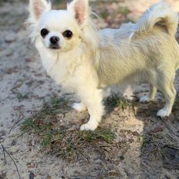 Razzle - Chihuahua