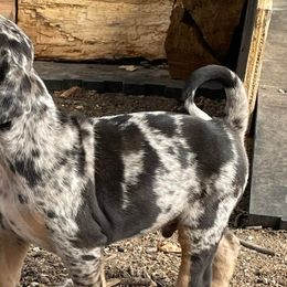 Catahoula Leopard Dogs from Goodson Catahoula’s