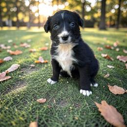 Etta - Black tri-color female Australian Shepherd puppy in Statesville, North Carolina from Charming Australian Shepherds