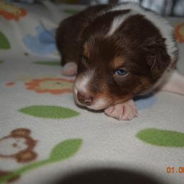 Cinnamon - Red & white male Australian Shepherd puppy in Russell Springs, Kentucky from Maggie Withers' Australian Shepherds