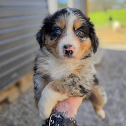 Lynx - Blue merle female Australian Shepherd puppy in London, Kentucky from Kenmont Kennels