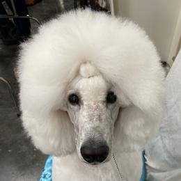 Charleston  - Poodle