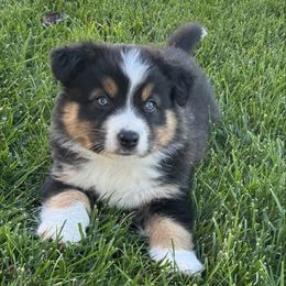 Donatello - Black tri male Miniature Australian Shepherd puppy in California from Eagle River Aussies
