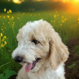 Aussiedoodle Puppies from Rothsolid Puppies