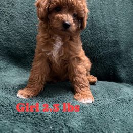 Ginger - Red  female Poodle puppy in Auburn, Georgia from Southern Poodles
