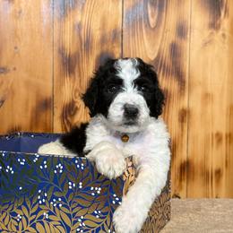 Harel - Black and white male Sheepadoodle puppy in Chesapeake, Virginia from Doodle-Cove