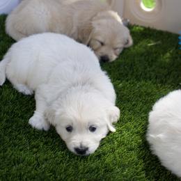 Golden Retriever Puppies from Dani’s Dawgs