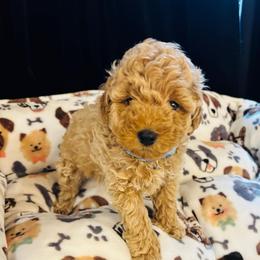 Myggsy - Cream male Goldendoodle puppy in Piedmont, Oklahoma from Perdue Puppies