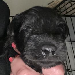 Girl 1 - Black Miniature Schnauzer puppy in Crossville, Tennessee from Farmers Creek Kennel