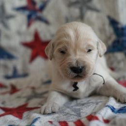 Golden Retriever Puppies from Double Down Retrievers
