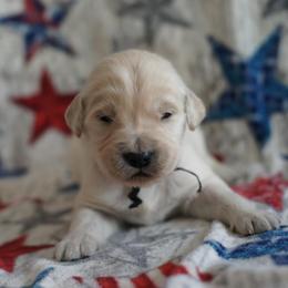 Golden Retriever Puppies from Double Down Retrievers