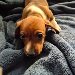Freddie - Red male Dachshund puppy in San Mateo, California from Wildwood Champion Miniature Dachshunds