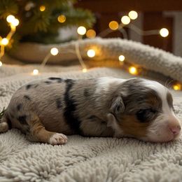 Betsy - Blue merle female Australian Shepherd puppy in Statesville, North Carolina from Charming Australian Shepherds