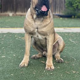 Boo - Cane Corso