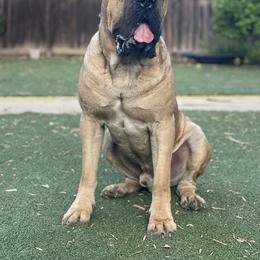 Boo - Cane Corso