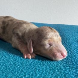 Spider-Man - Dapple male Dachshund puppy in Afton, Oklahoma from C5 Doodles