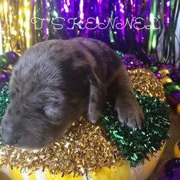 Oliver - Blue and tan male Dachshund puppy in Poplarville, Mississippi from T's Kennel