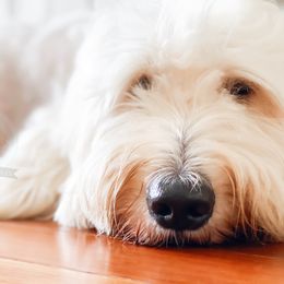 Paris - Goldendoodle