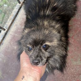 Lilly - Pomeranian